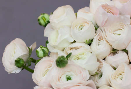The huge bouquet of white Ranunculus on gray background
