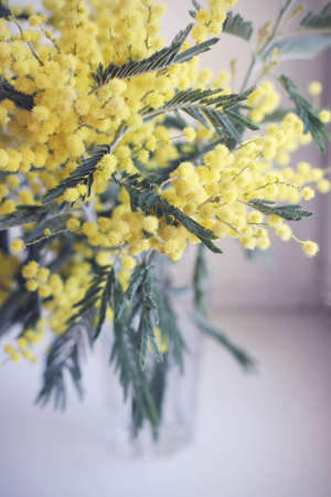 Bush of yellow Mimosa in glass vase on light blue backgroundの写真素材