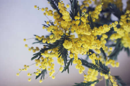 Bush of yellow Mimosa on light blue backgroundの写真素材