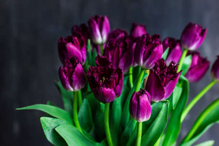 Purple Terry tulips with water drops on dark backgroundの写真素材