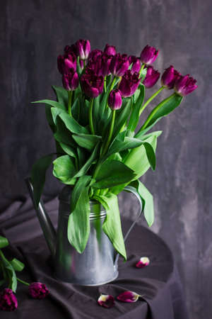 Purple Terry tulips with water drops on dark backgroundの写真素材