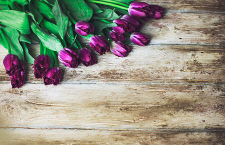 Purple Terry tulips on wooden background, place for your textの写真素材