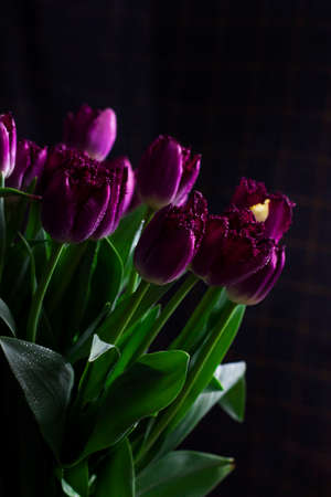 Purple Terry tulips with water drops on dark background, back lightの写真素材