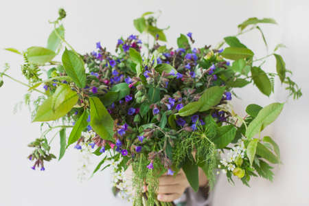 Wild forest meadow bouquet of cherry, lungwort, wild herbs in children's hands on white backgroundの写真素材