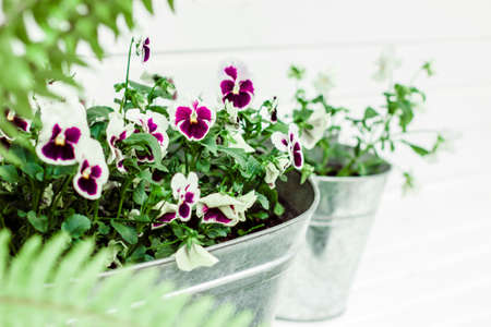 Purple violets grow in metal bucket on flower bed on white background