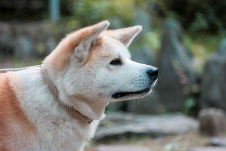 Japanese dog Akita inu portrait with young woman outdoorsの写真素材
