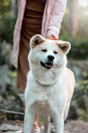 Japanese dog Akita inu with young woman outdoorsの写真素材