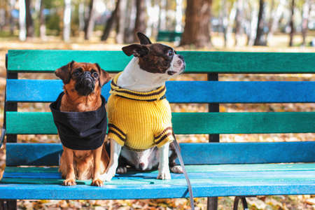 Dog friends sit on bench in autumn Park, Boston Terrier and small brabansonの写真素材