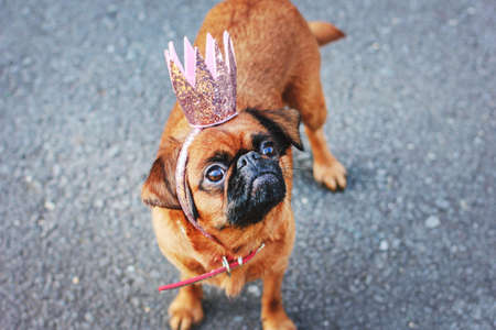 Cute Princess dog small brabanson in pink shiny crown on grey backgroundの写真素材