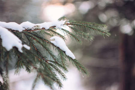 Winter forest fir branches in snow close up background