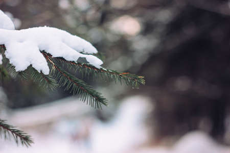 Winter forest fir branches in snow close up backgroundの写真素材