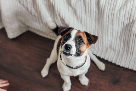 Cute Puppy Dog Jack Russell terrier looking at camera with little hand in bedroomの写真素材