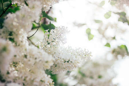 Spring summer background of white lilac bush tree bloom texturedの写真素材