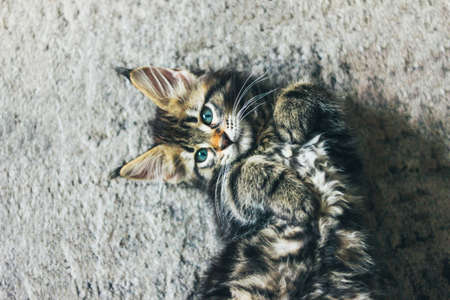 Small gray striped kitten Maine Coon several months lying on the floor and looking at cameraの写真素材