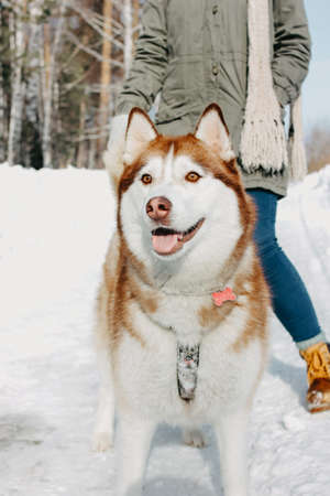 Red dog husky with his mistress brunette girl in the forest outdoors in the cold seasonの写真素材