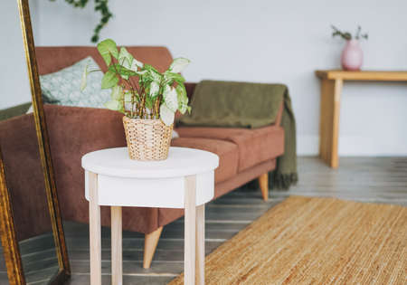 Green house plant in wicker pot on white table in cozy living room, scandinavian interior