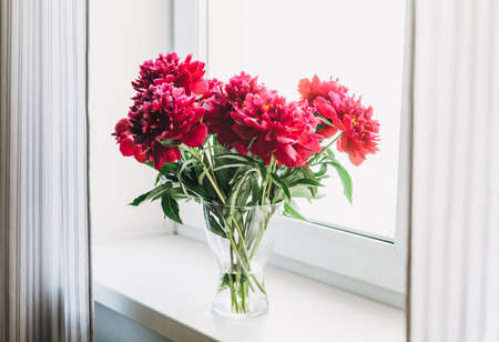 Beautiful mono bouquet of fresh lush red peonies in vase on windowsill with curtains at homeの写真素材