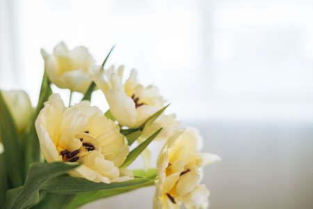 Beautiful bouquet of yellow tulips in vase om window sill at the home, natural backgroundの写真素材