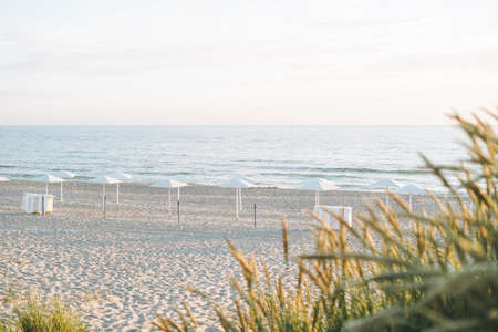 Green grass dunes on the background of sandy beach of the Baltic Sea
