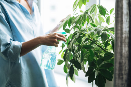Young woman in blue shirt with spray with water in hands takes care of houseplant in living room at homeの写真素材
