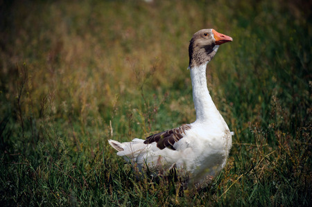 Geese swim in a rustic pond in the summer on a sunny dayの写真素材