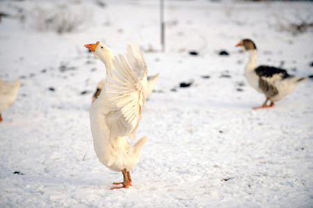 A large important goose went for a walk on a sunny winter dayの写真素材