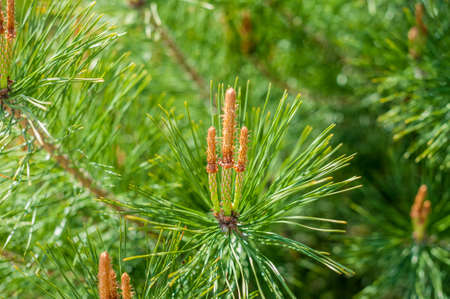 Young pine cones. Spring in the forest