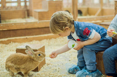 Boy play with the rabbits in the petting zooの写真素材
