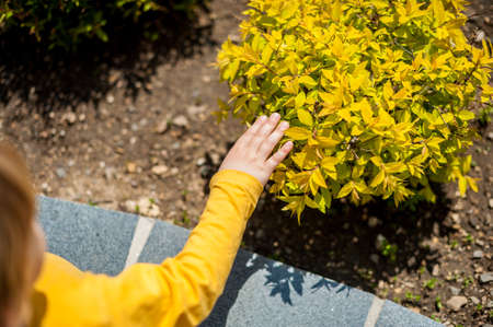 The Toddler boy touched his hand plantsの写真素材