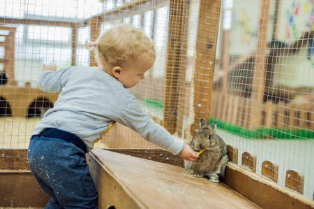 Girl play with the rabbits in the petting zooの写真素材