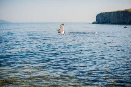 Seagulls flying over the sea on the background of rocksの写真素材