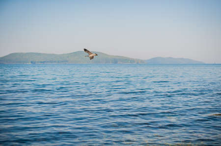 Seagulls flying over the cool blue seaの写真素材