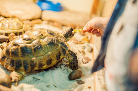 Tortoise eating leaves in the petting zooの写真素材