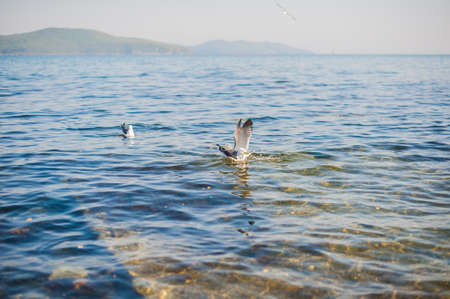 Seagulls flying over the cool blue seaの写真素材