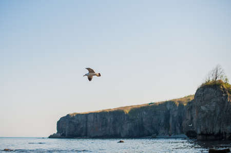 Seagulls eat crackers over the cold blue seaの写真素材