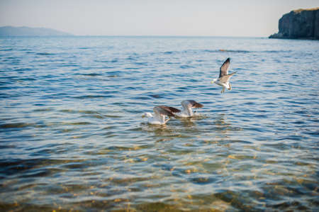 Seagulls eat crackers over the cold blue seaの写真素材