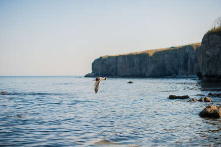 Seagulls eat crackers over the cold blue seaの写真素材