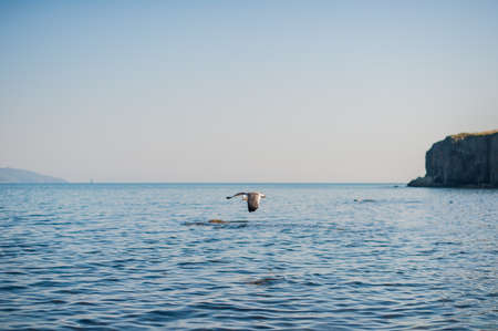 Seagulls eat crackers over the cold blue seaの写真素材