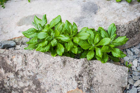 Plants grow through the rocks by the seaの写真素材