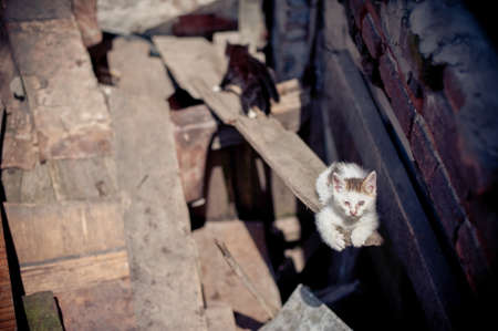 Cats in the ruins of homes were ripped offの写真素材