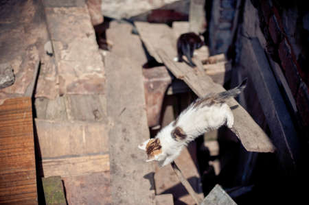 Cats in the ruins of homes were ripped offの写真素材