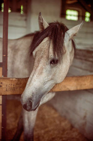 A horse in the Paddock at stableの写真素材