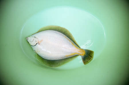 Freshly caught plaice in the green basinの写真素材
