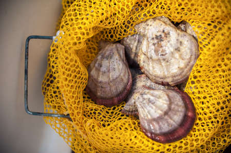 Three seashells with scallops in a fishing net