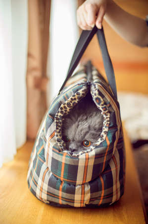 Fluffy cat with a soft cloth carryingの写真素材