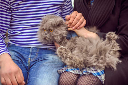 Fluffy cat is in the hands of men and womenの写真素材