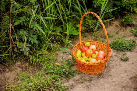Basket with apples on a dirt roadの写真素材