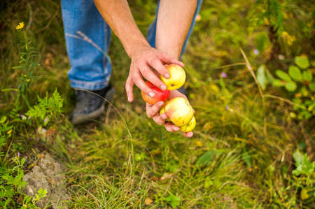 Young couple harvests of apples in autumn