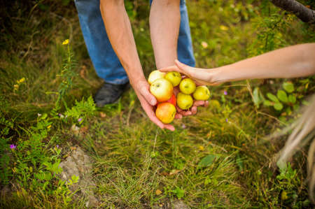 Young couple harvests of apples in autumnの写真素材
