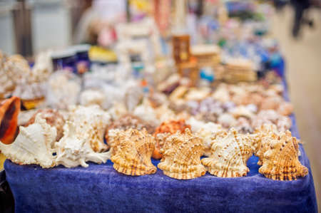 A Big shells on the blue tableclothの写真素材